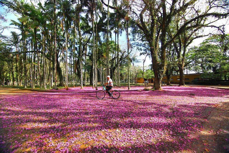 Parque da Cidade – São José dos Campos – Foto – Claudio Vieira Parque da Cidade - São José dos Campos - Foto - Claudio Vieira